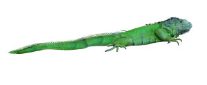 Iguana PNG-93173